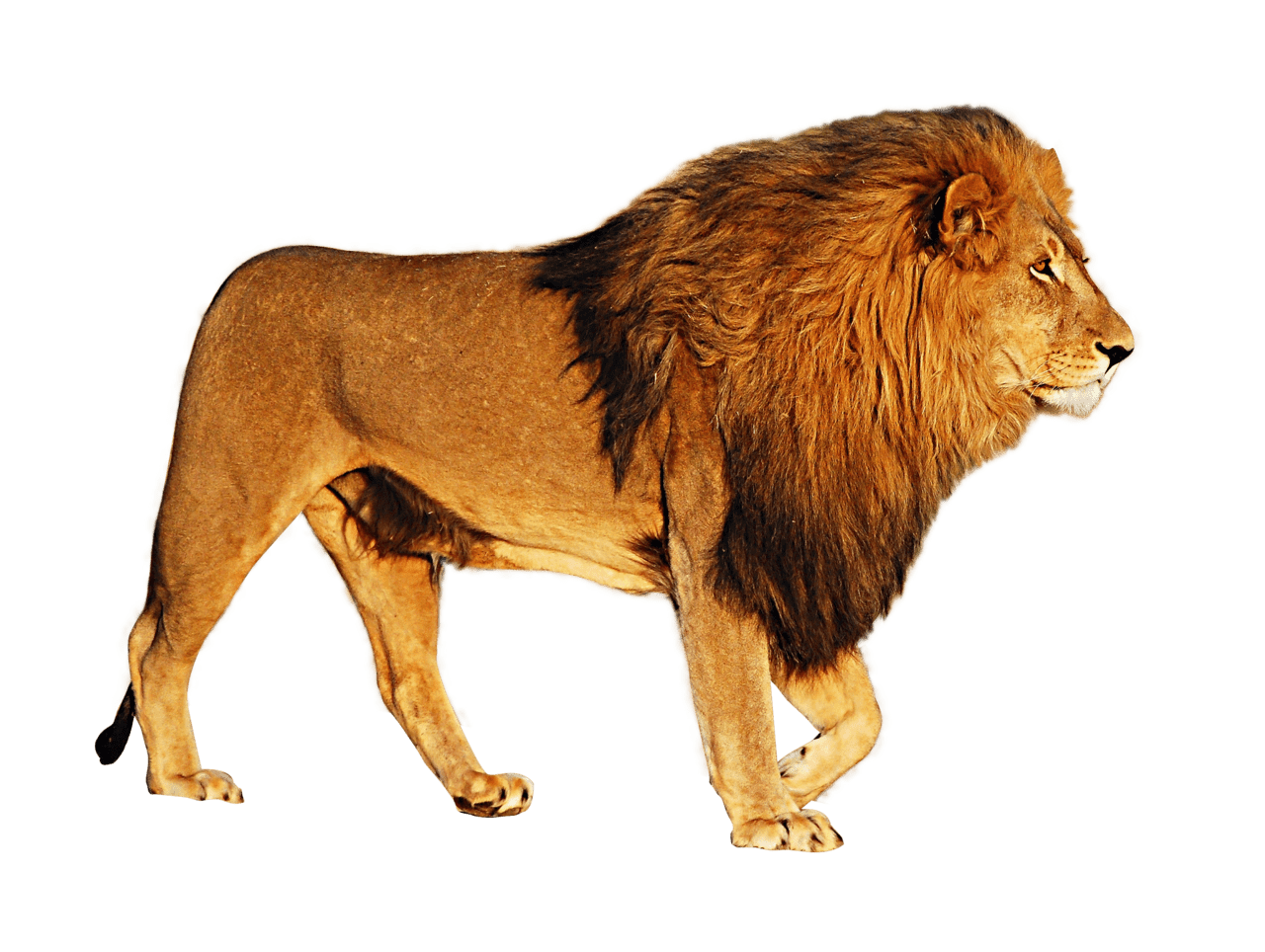 Lion clipart logo