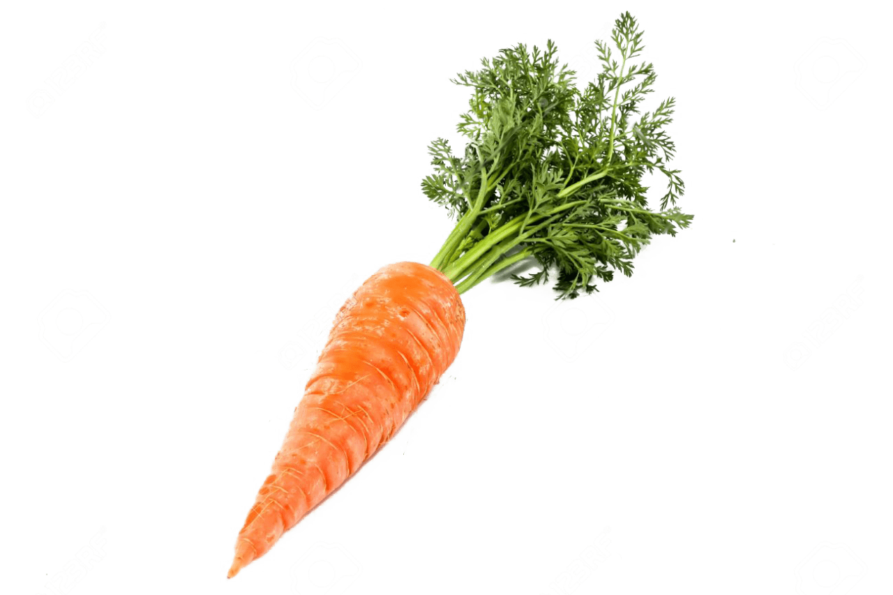 Single carrot clipart image