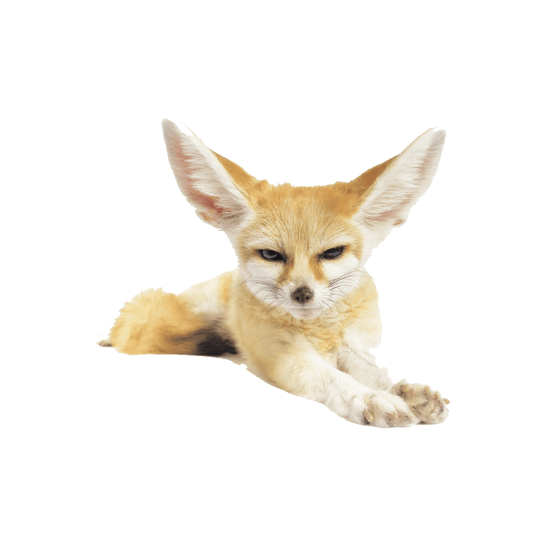 Fennec fox images hd photo clipart 2