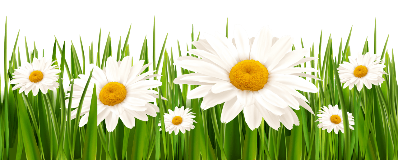 Grass and white flowers clipart background