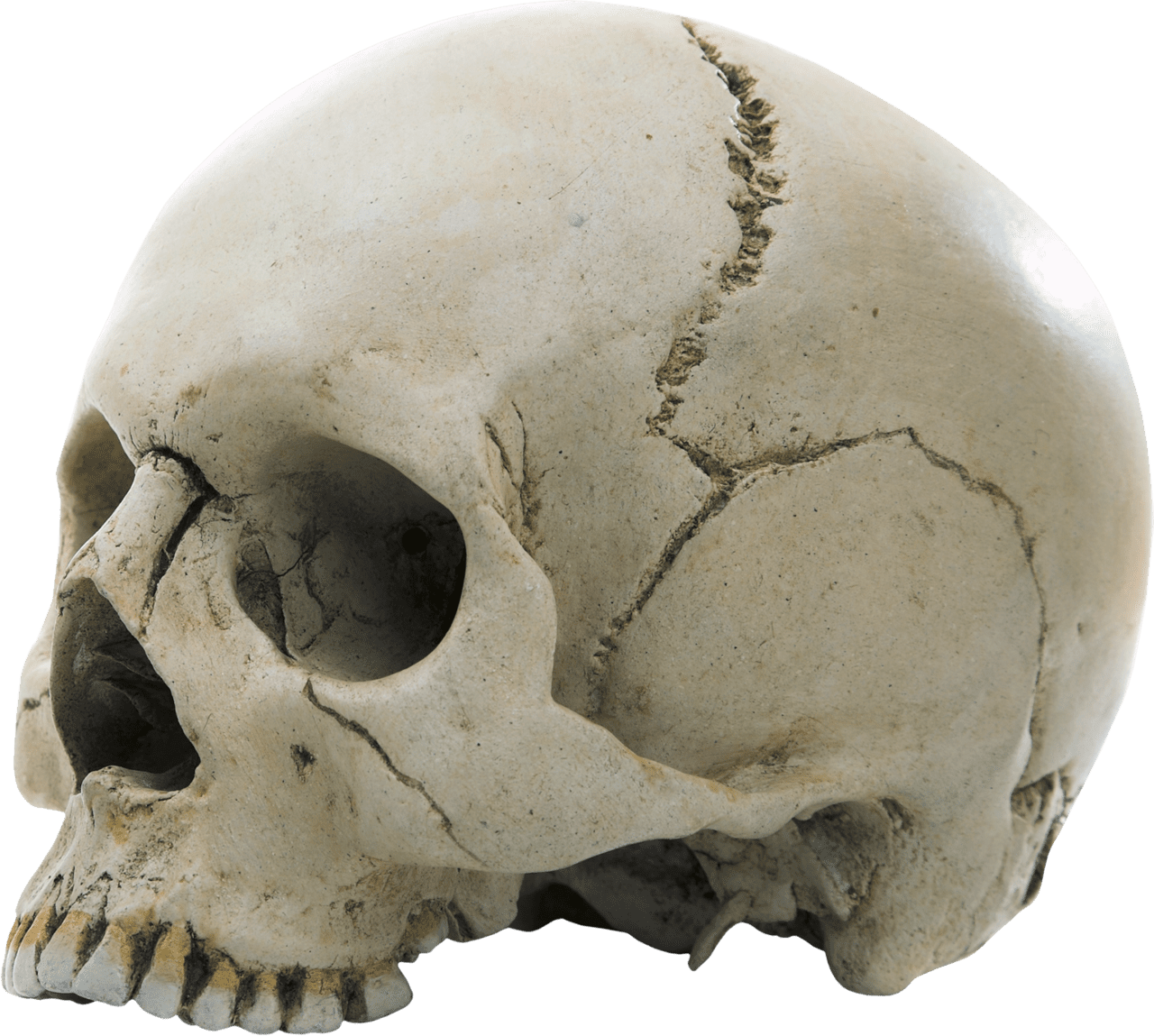 Skull clipart transparent