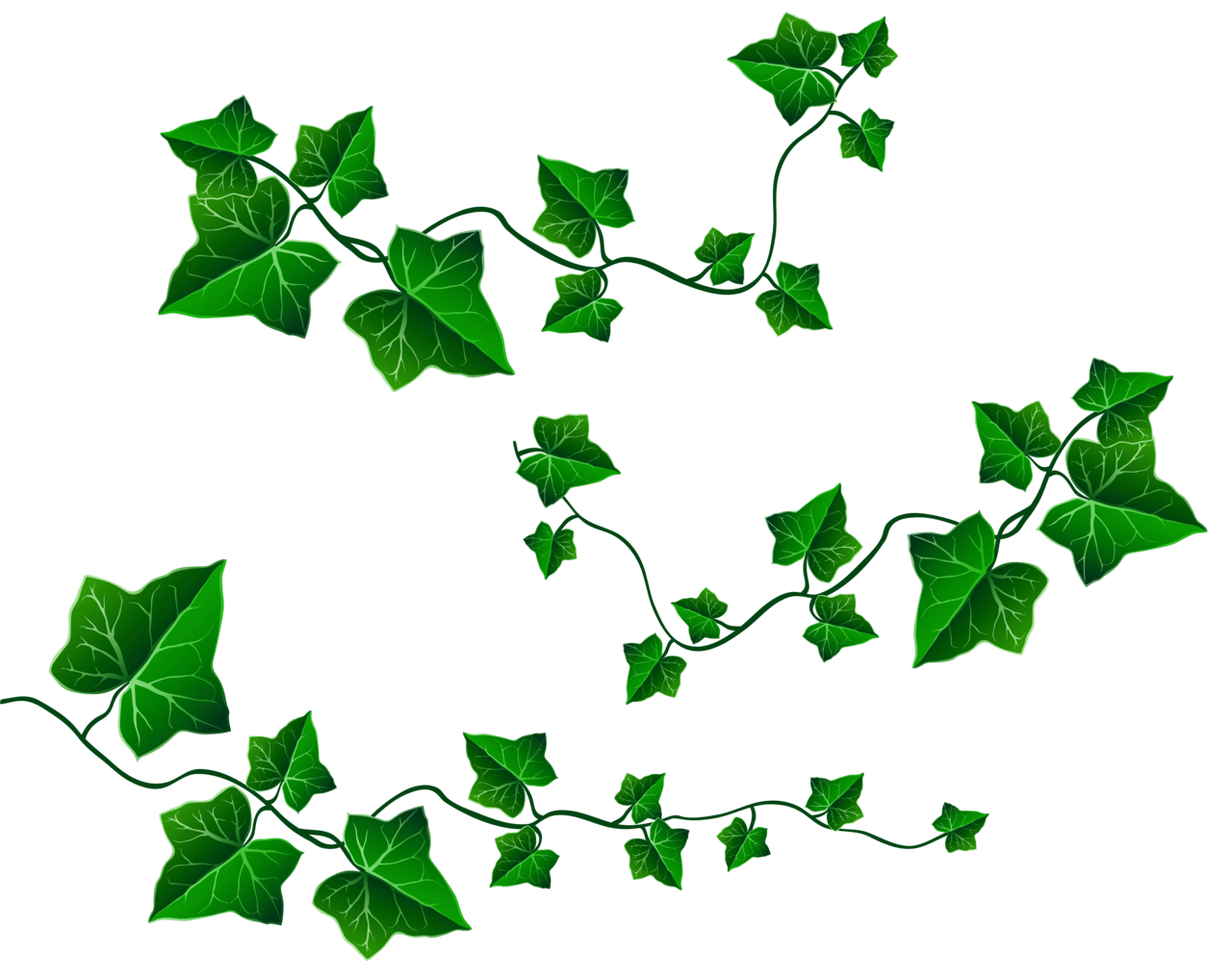 Vine leaves decoration clipart picture