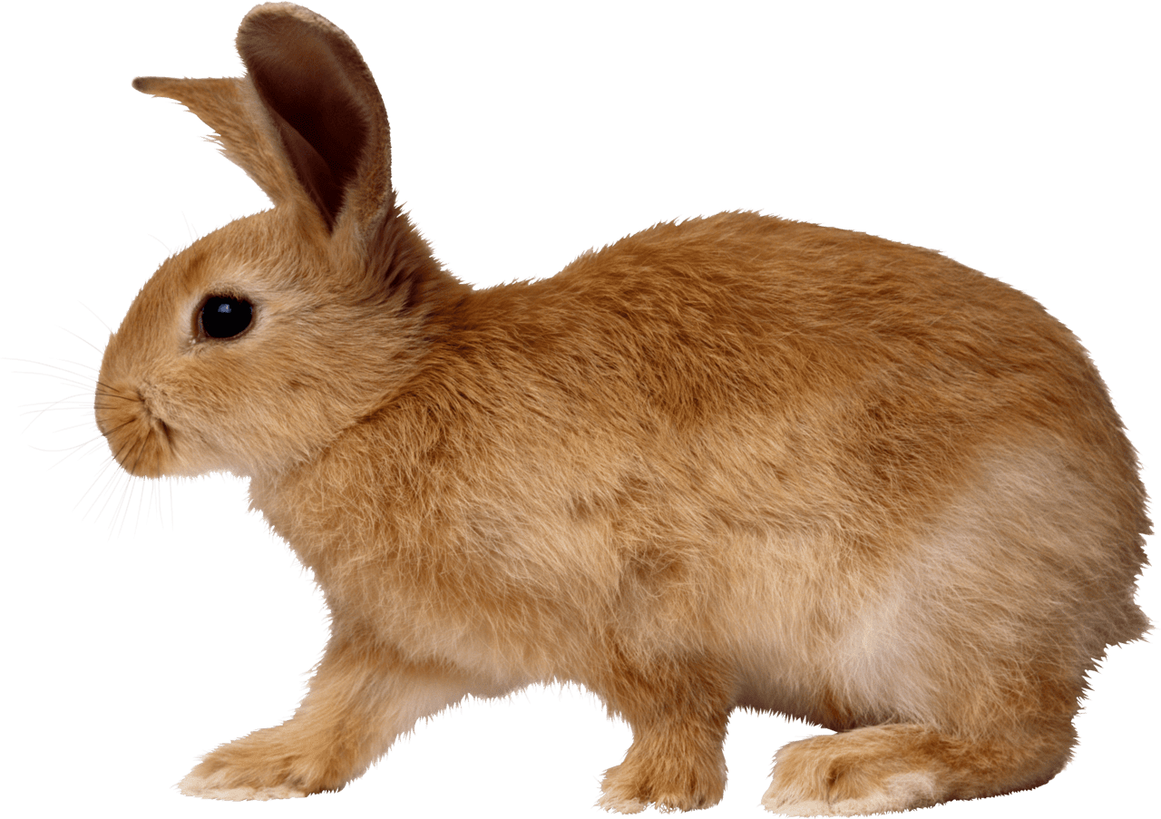 Blonde rabbit walking from side clipart picture