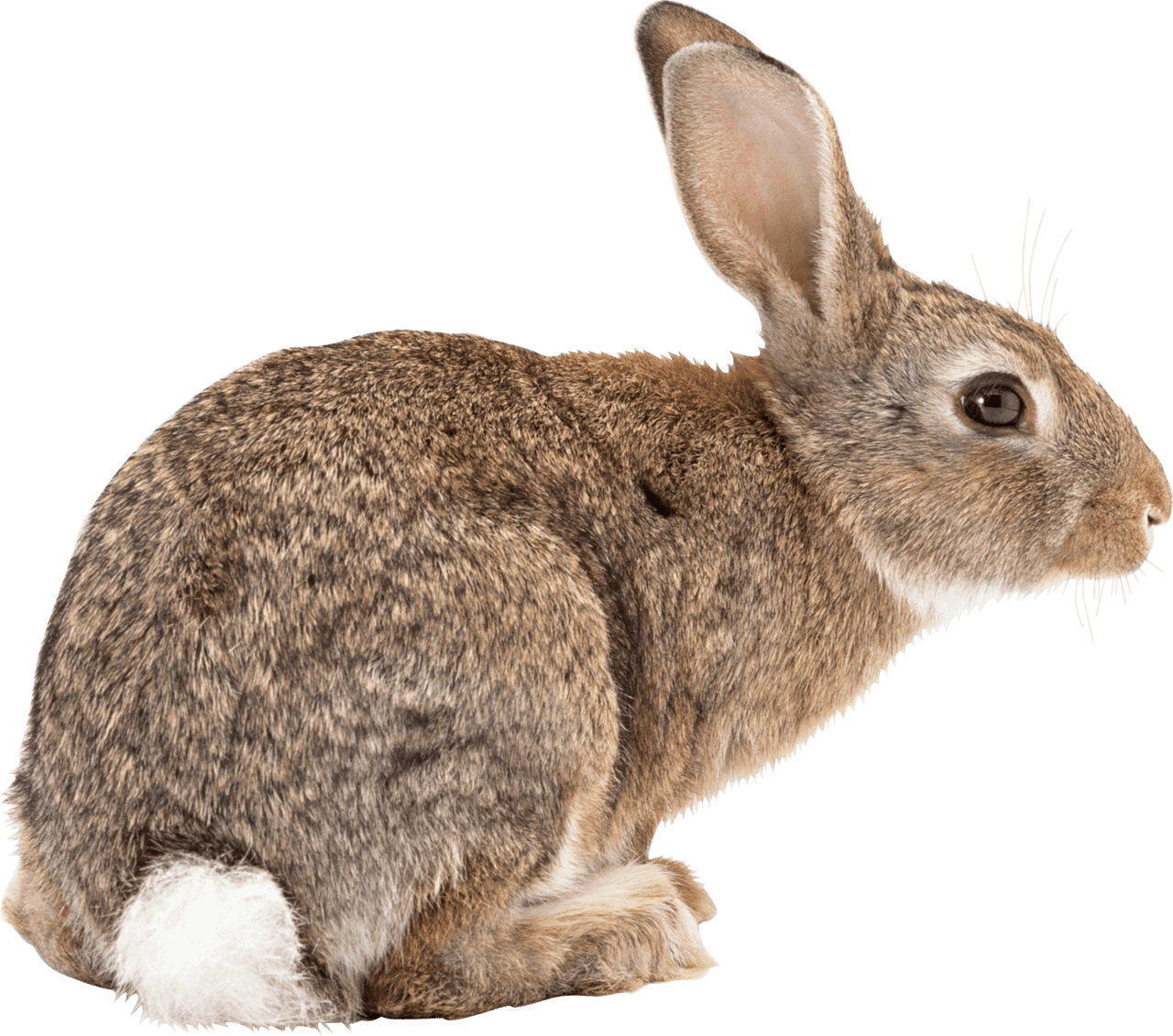 Brown rabbit sideview clipart picture