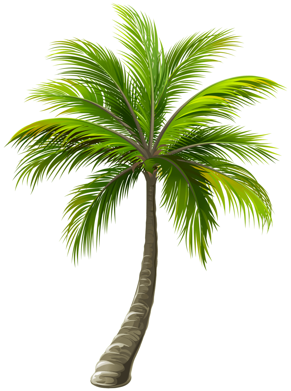 Palm tree clipart image 2