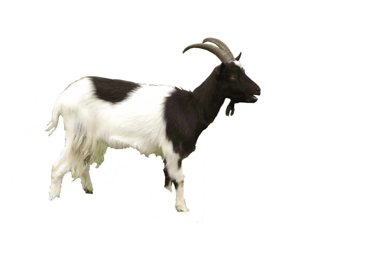 Goat pin page clipart vector