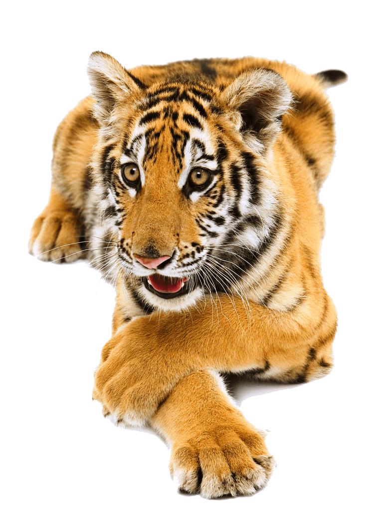 Tiger by lg design deviantart clipart image