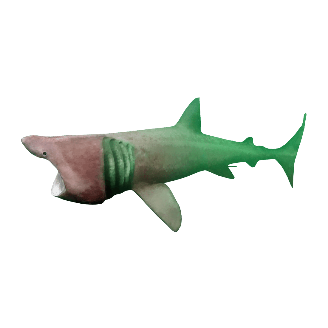 Bask shark images hd photo clipart 2