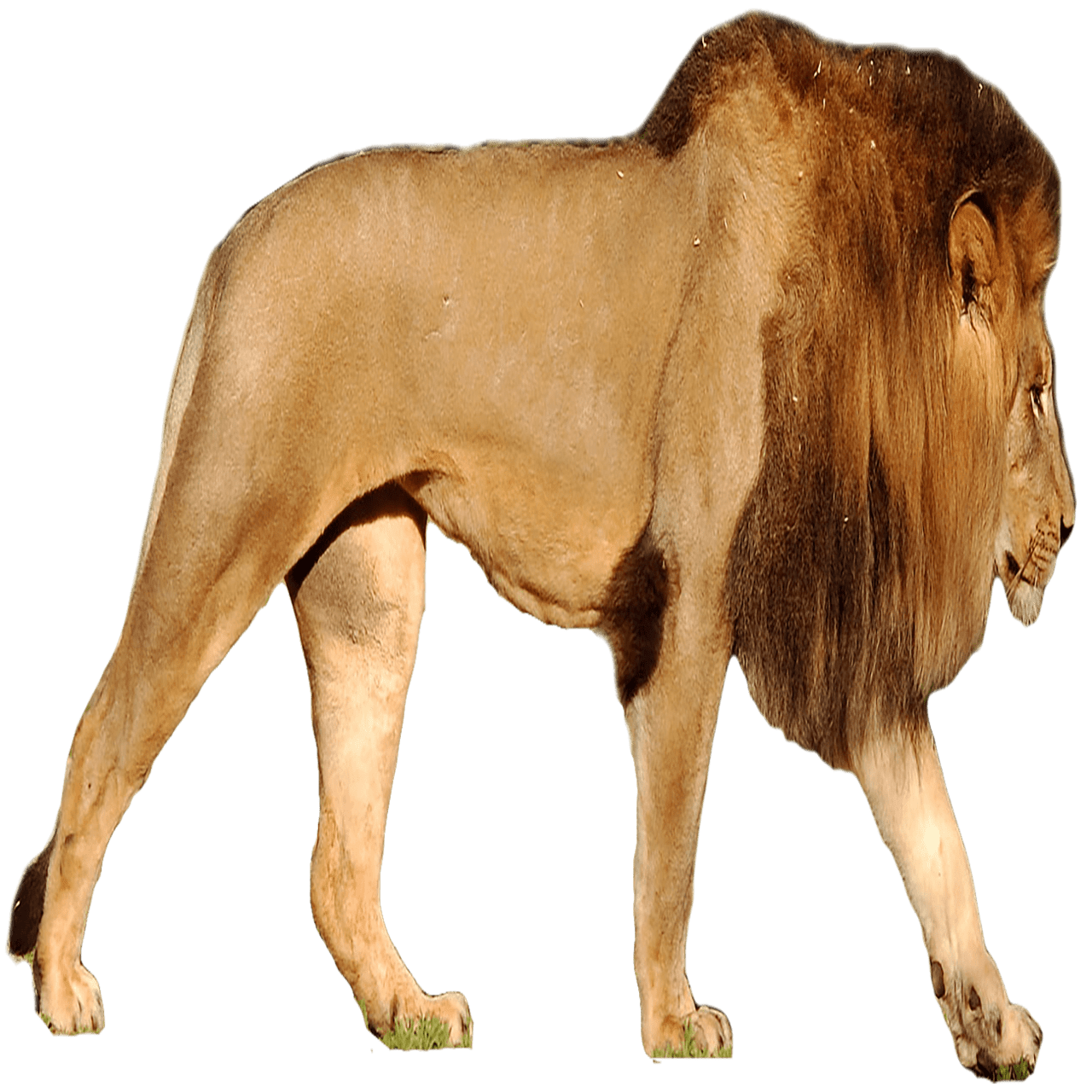 Cape lion images hd photo clipart animals