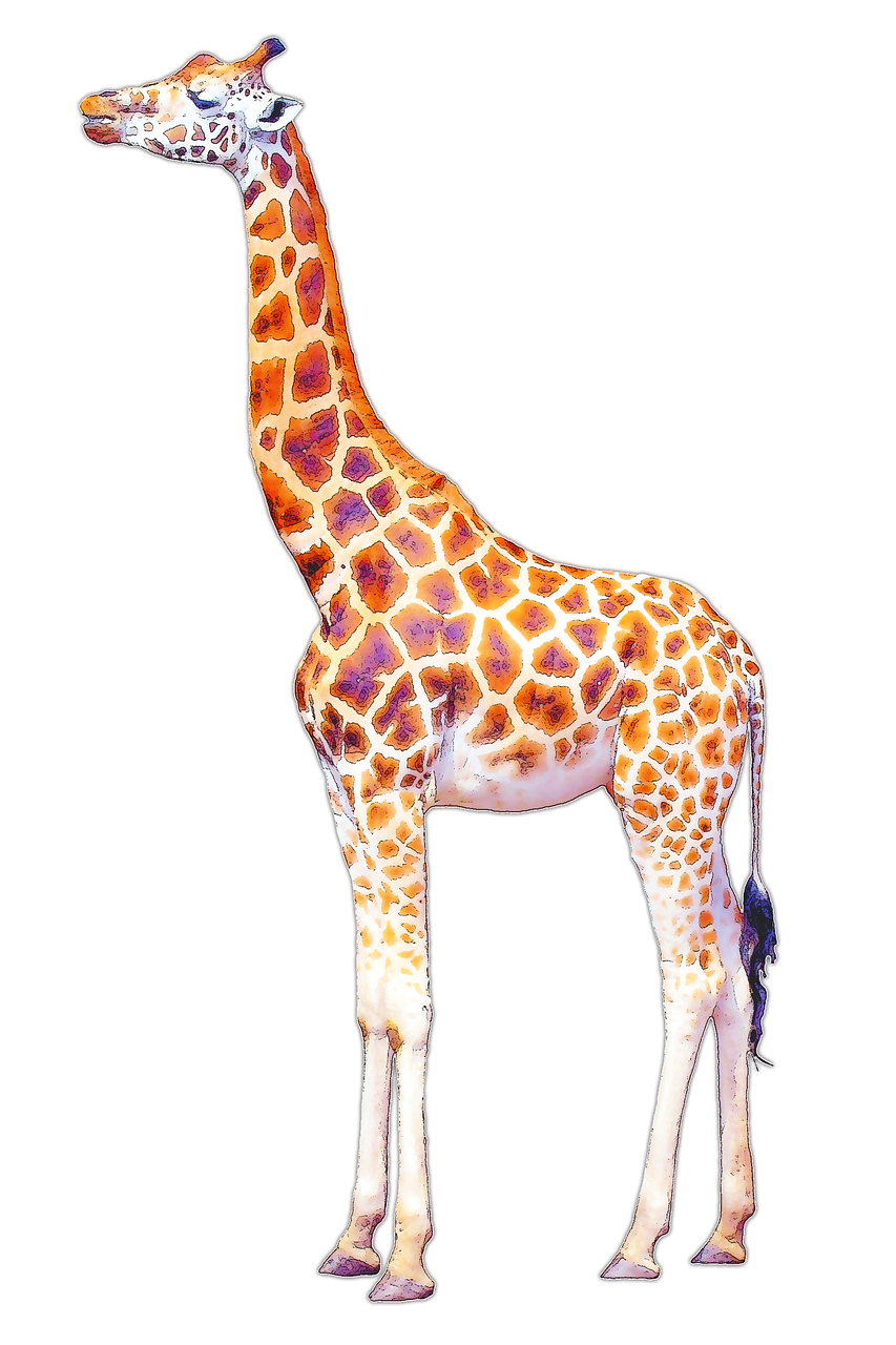 Giraffe isolated image clipart