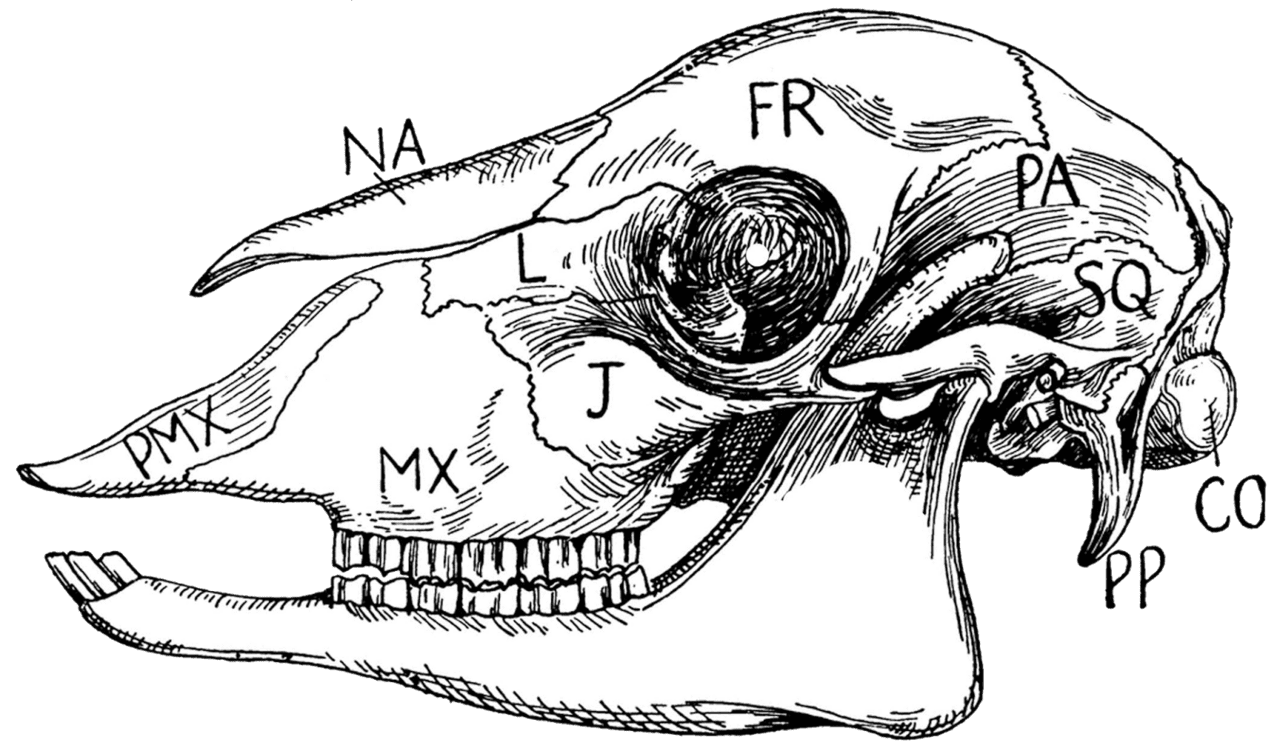 Printable zoology skull diagram clipart background