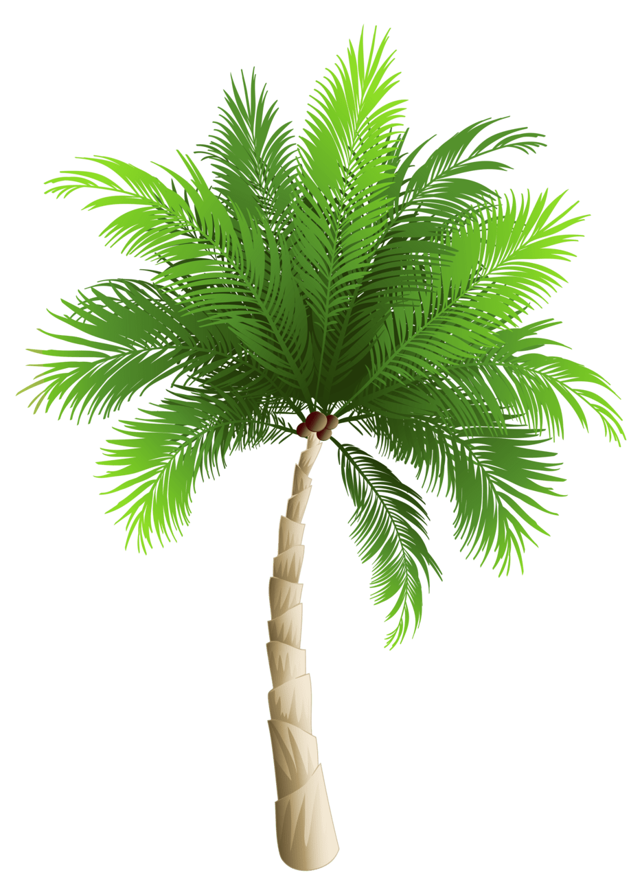 Palm tree clipart image 3