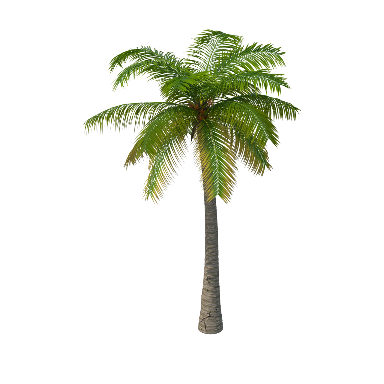 Palm tree clipart free