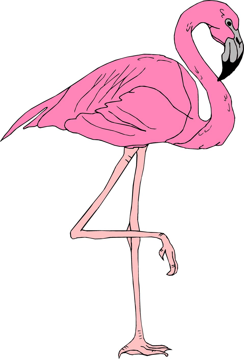 Flamingo photo of pink clipart