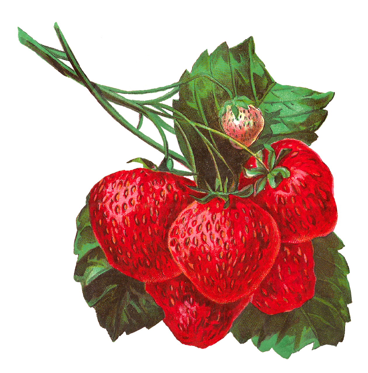 Strawberry digital image fruit clipart antique