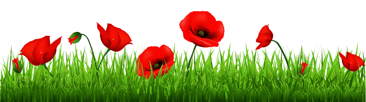 Grass with beautiful poppies clipart free