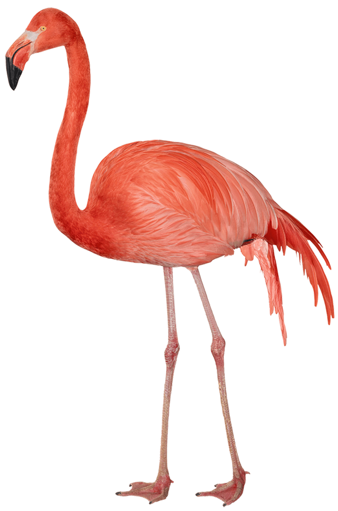 Flamingo pin page clipart vector