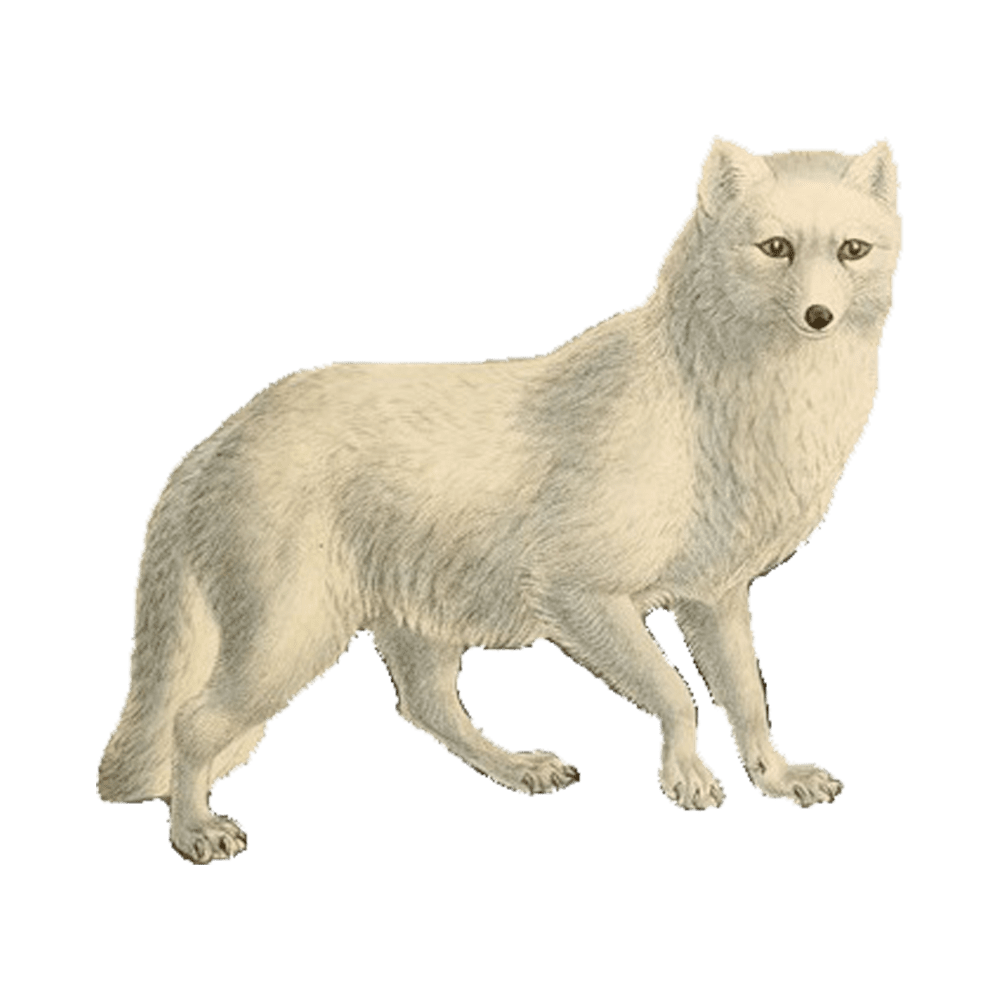 Arctic fox images hd photo clipart