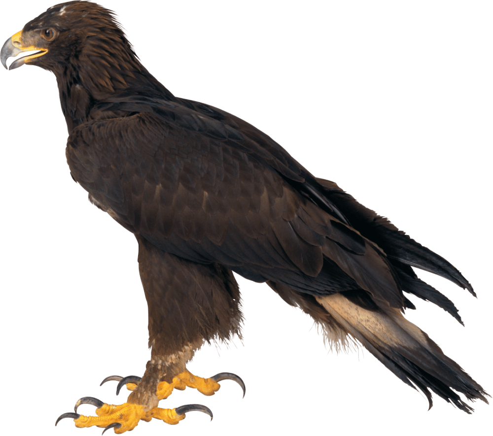 Eagle image with background bald largest bird of prey images clipart