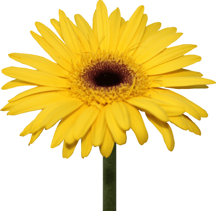 Yellow gerber daisy by thy darkest hour deviantart clipart vector