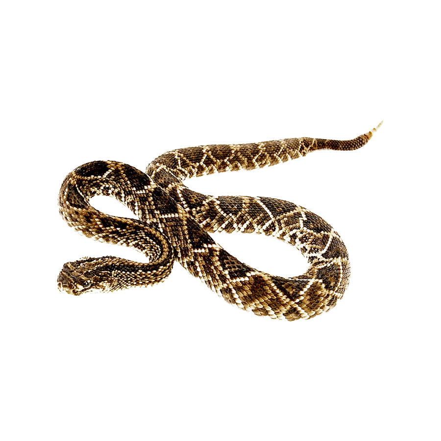 Gopher snake images hd photo clipart 2