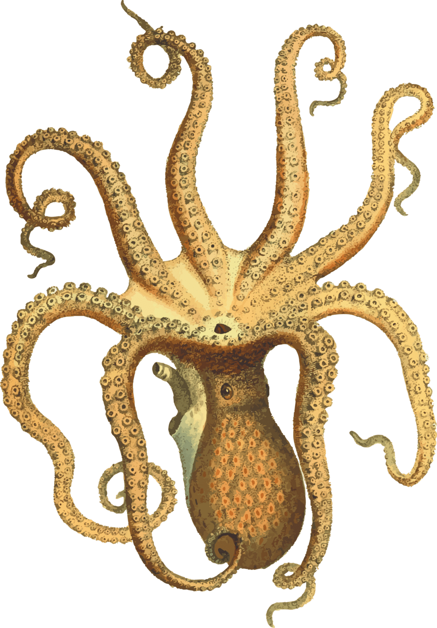 Vintage octopus clipart free