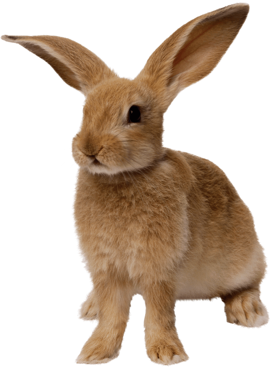 Rabbit images pictures img clipart 2