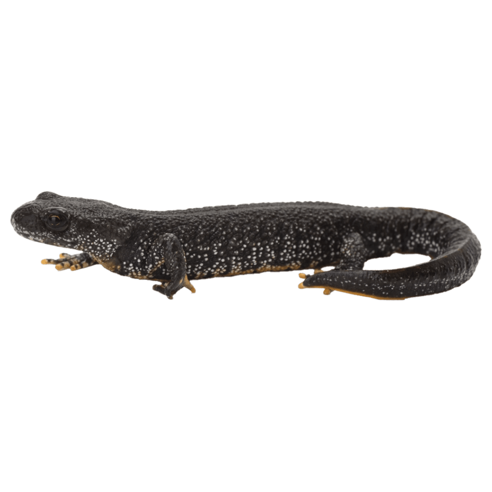 Alligator newt images hd photo clipart