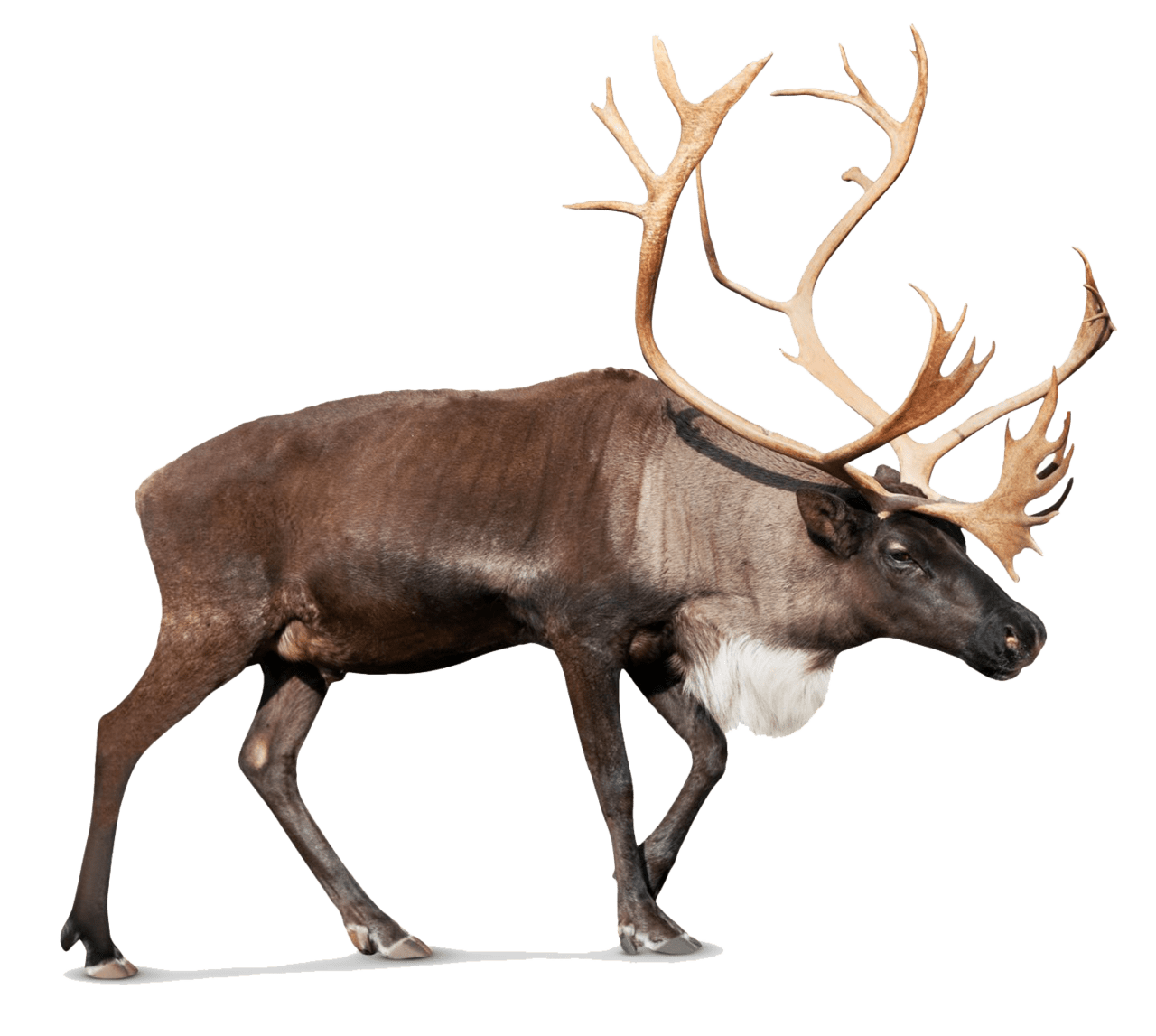 Reindeer photos mart clipart