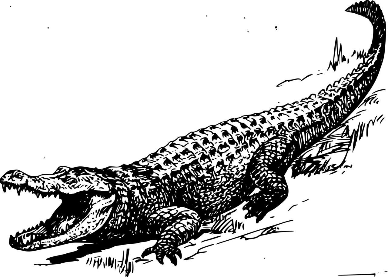 Silhouette clipart alligator art animal projects picture