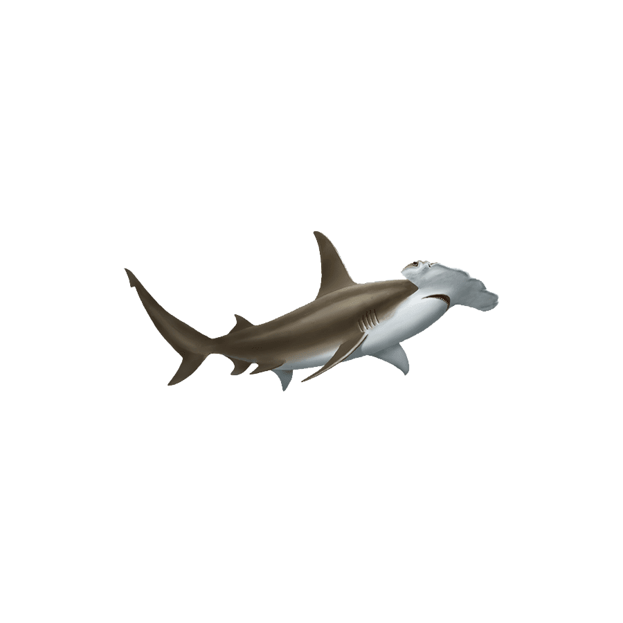 Hammerhead shark images ansparent hd photo clipart