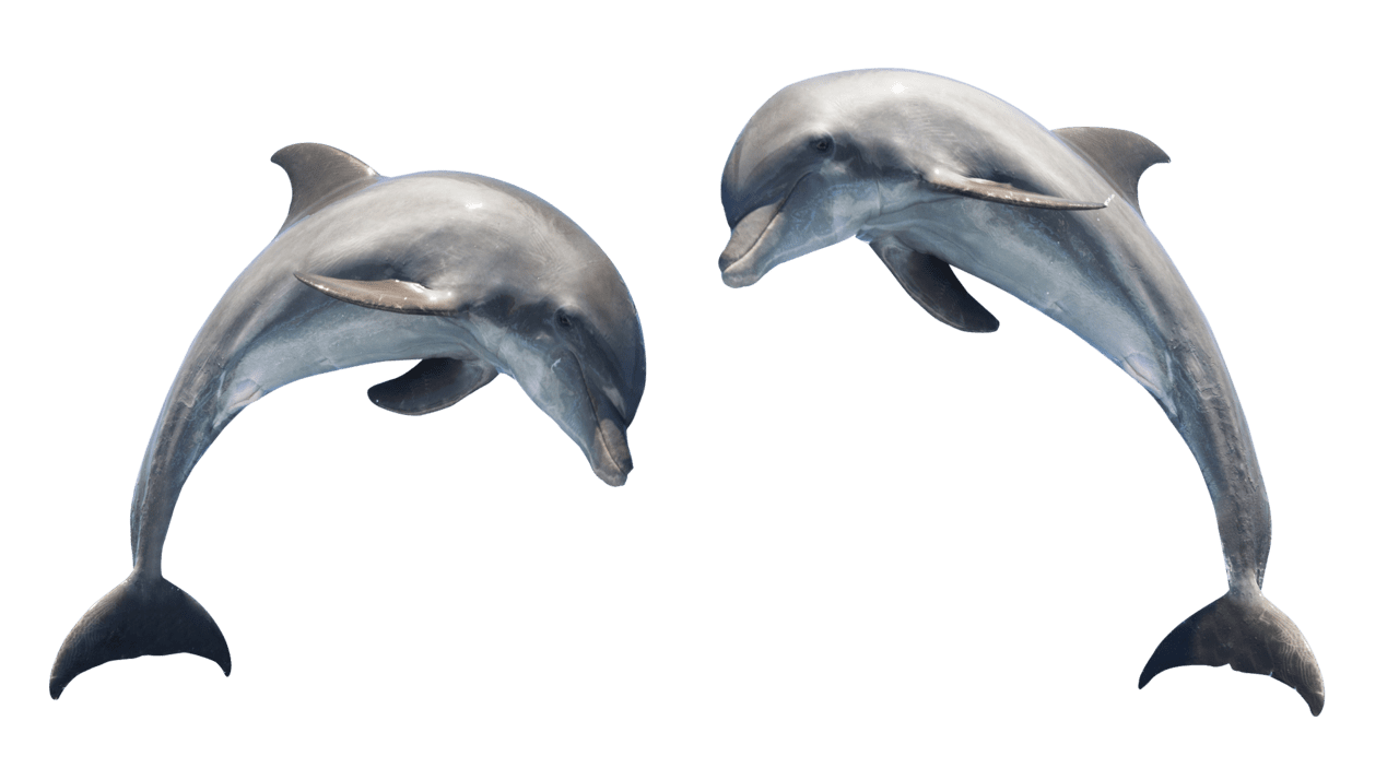 Dolphin dolph clipart logo