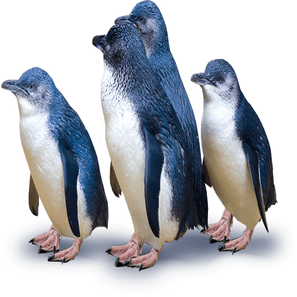 Penguin images hd photo clipart