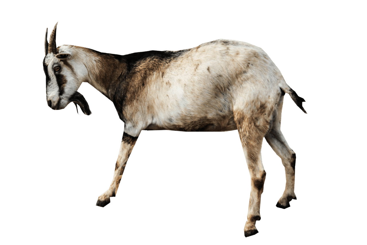 Goat clipart image