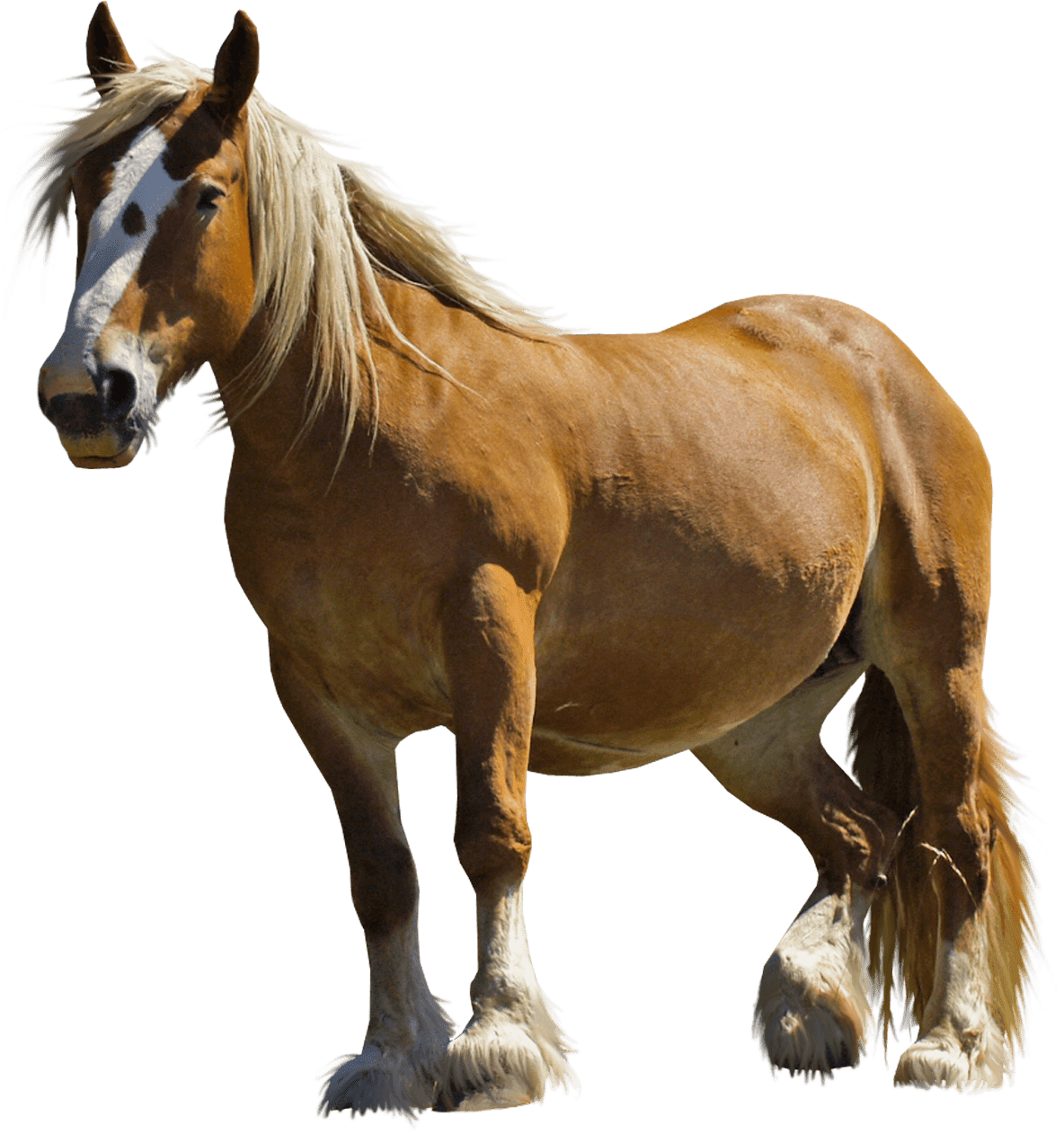 Brown fat horse clipart free