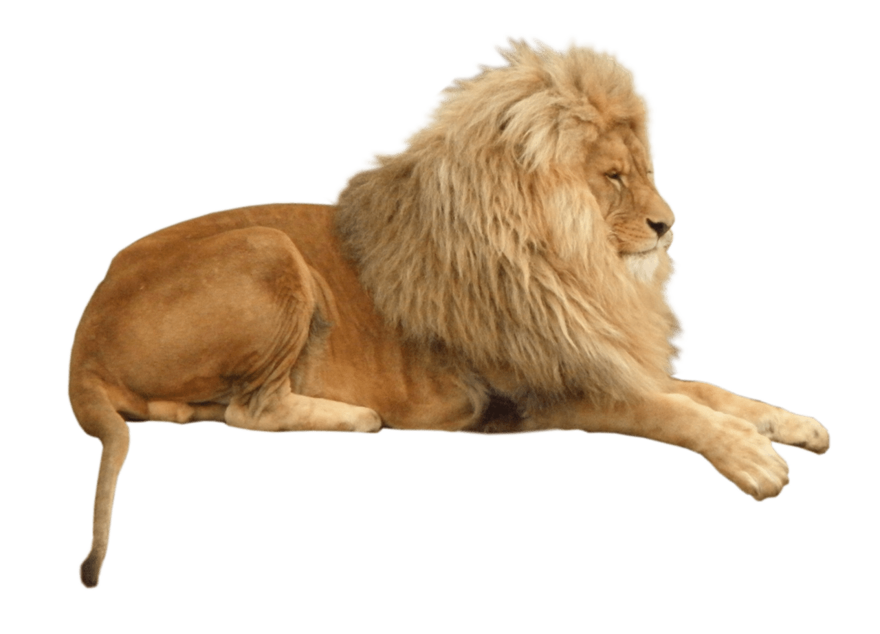 Lion animal clipart photo