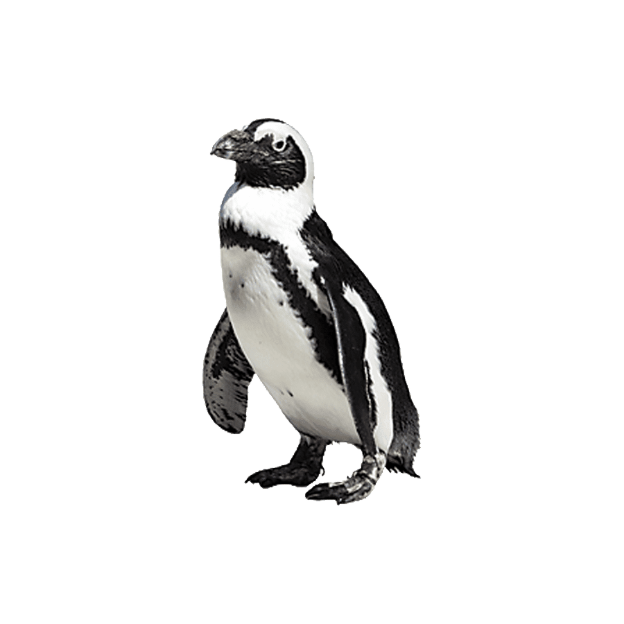 Penguin galapagos pengu images hd photo clipart animal