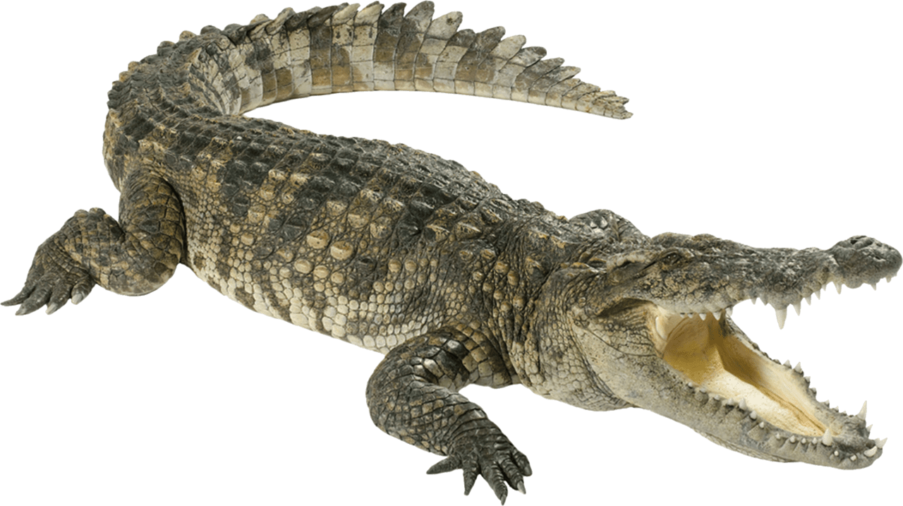 Alligator pin page clipart image 2