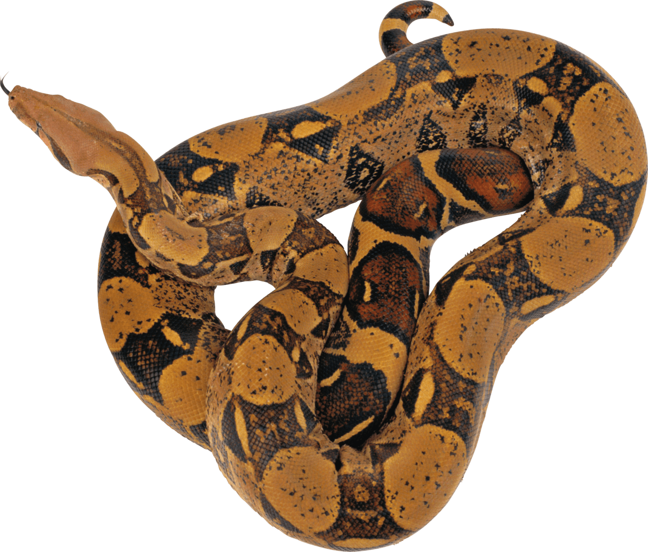 Snake image picture with background clipart 5