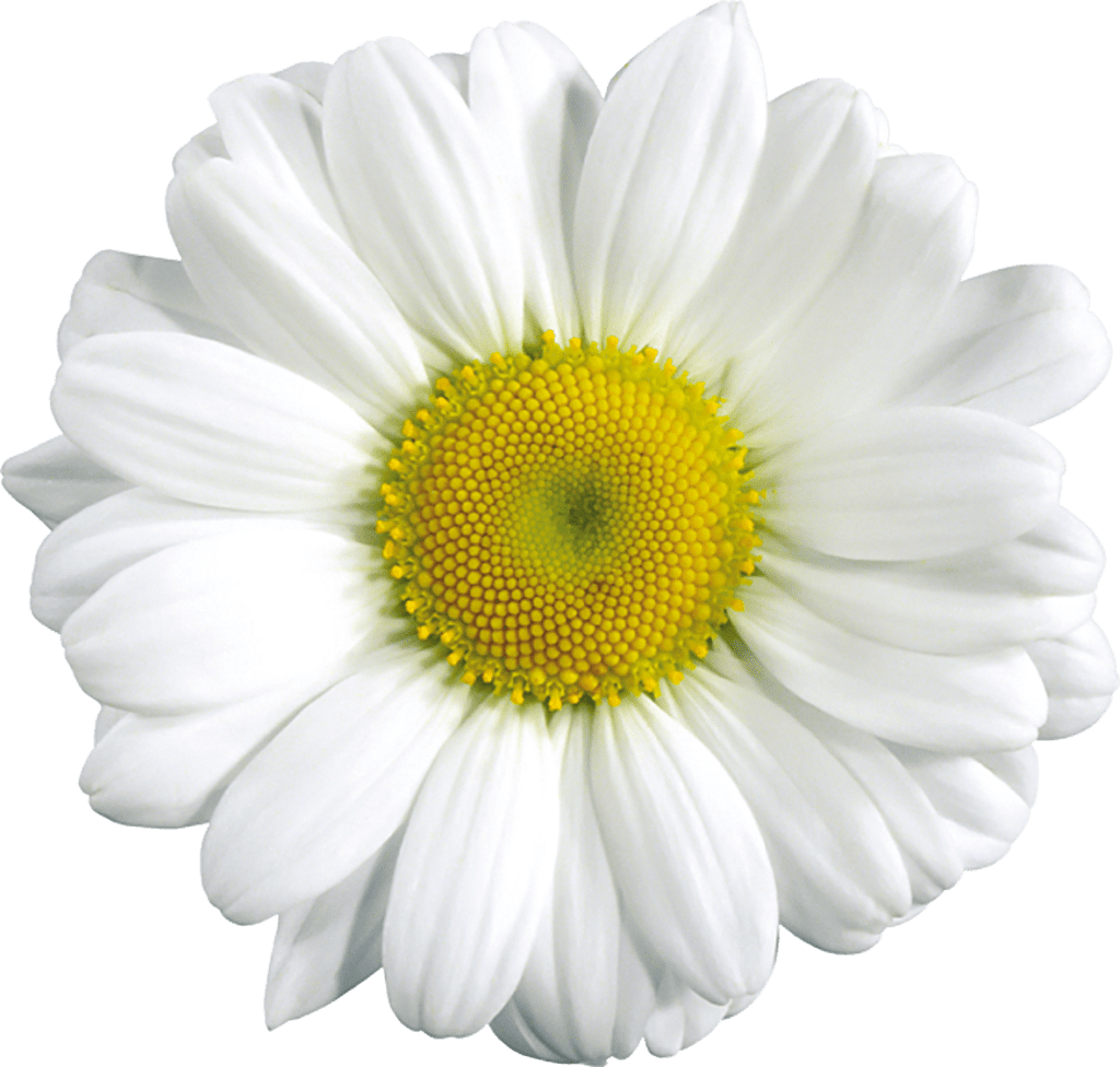 Daisy clipart flower images and image
