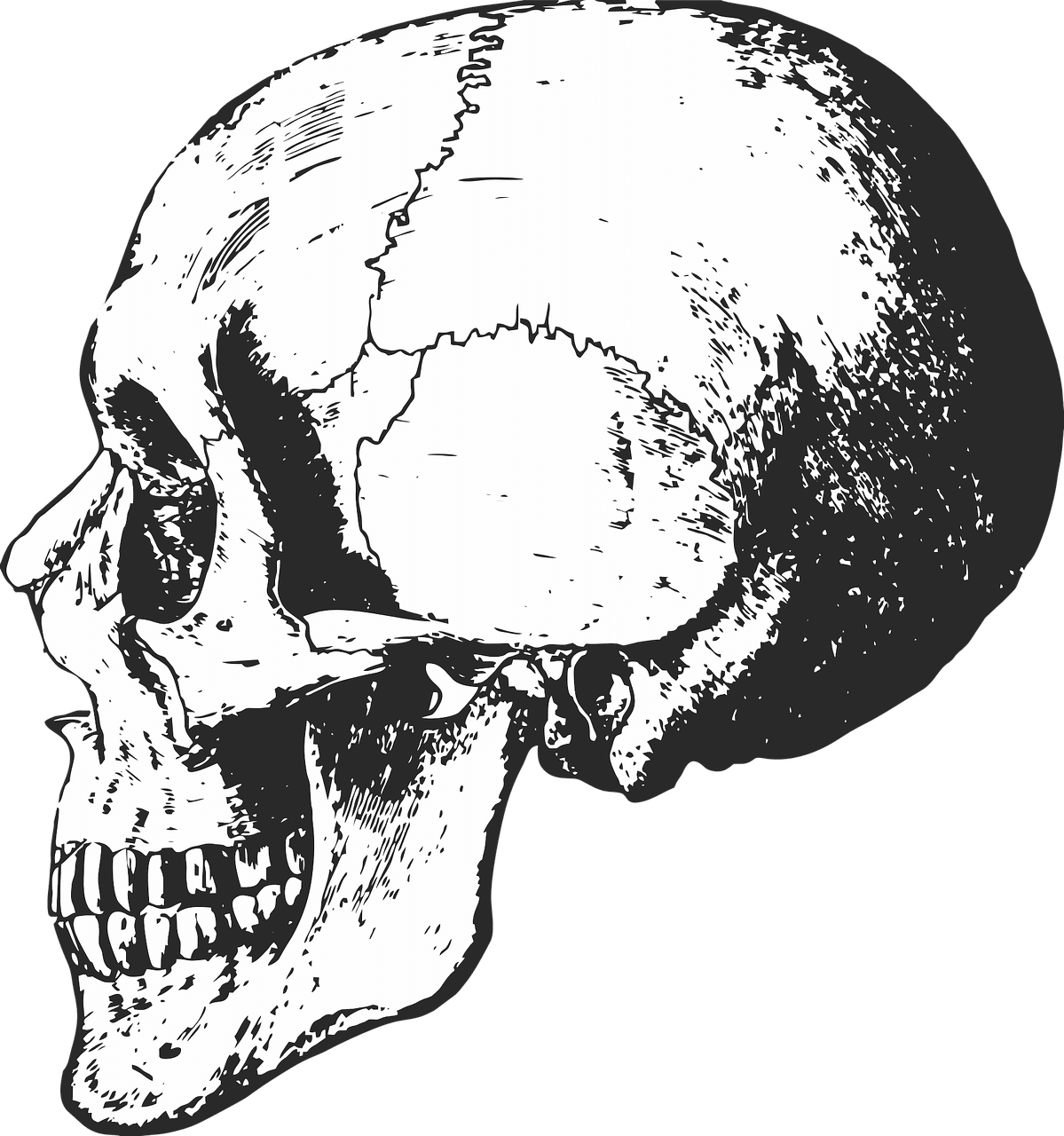 Skeleton skull bones clipart free