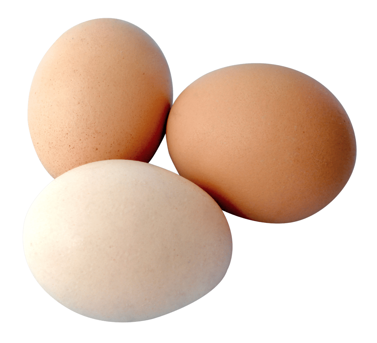 Egg clipart photo