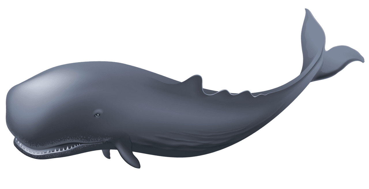 Dolphin whale clipart stic image