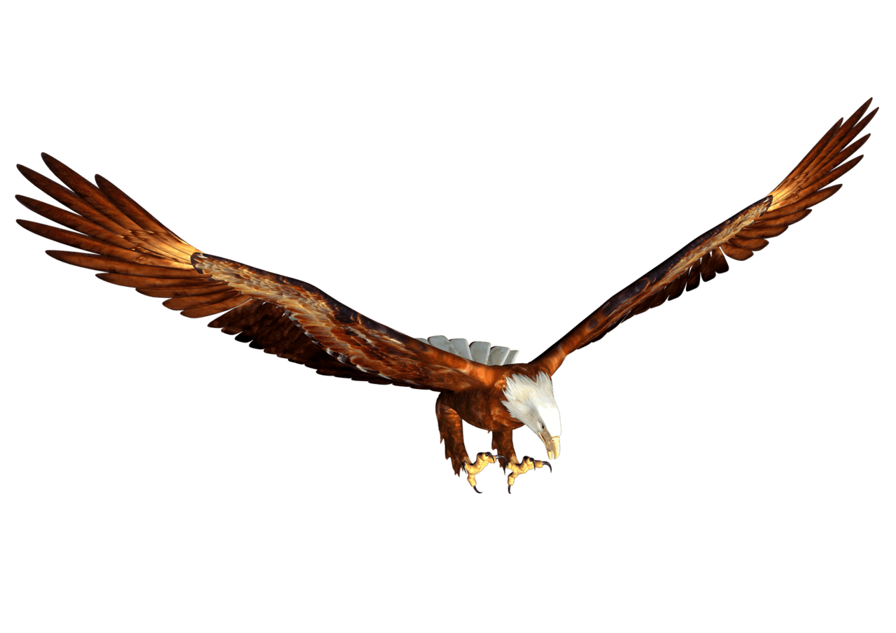 Animated bald eagle hunt clipart image