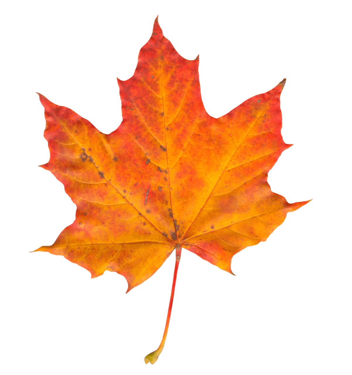 Fall leaf autumn clipart clip art