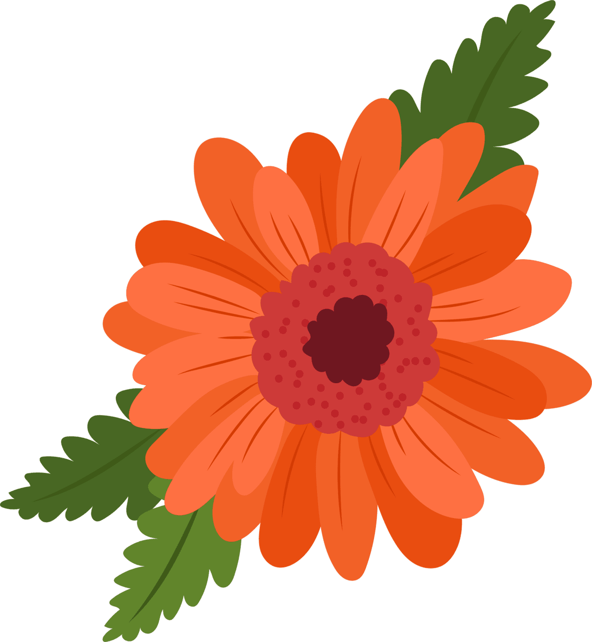 Daisy dianthus caryophyllus orange flower clipart background