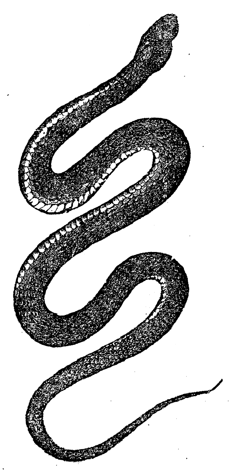 Snake pin page clipart logo 2