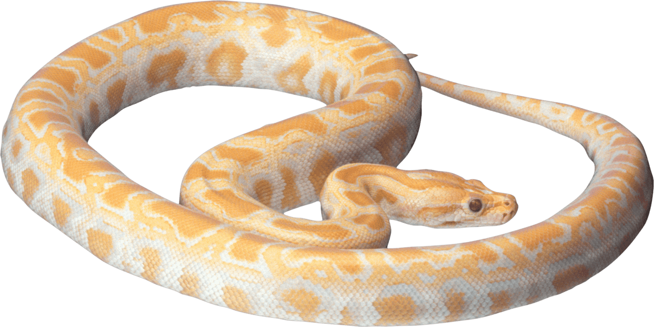 Snake clipart photo