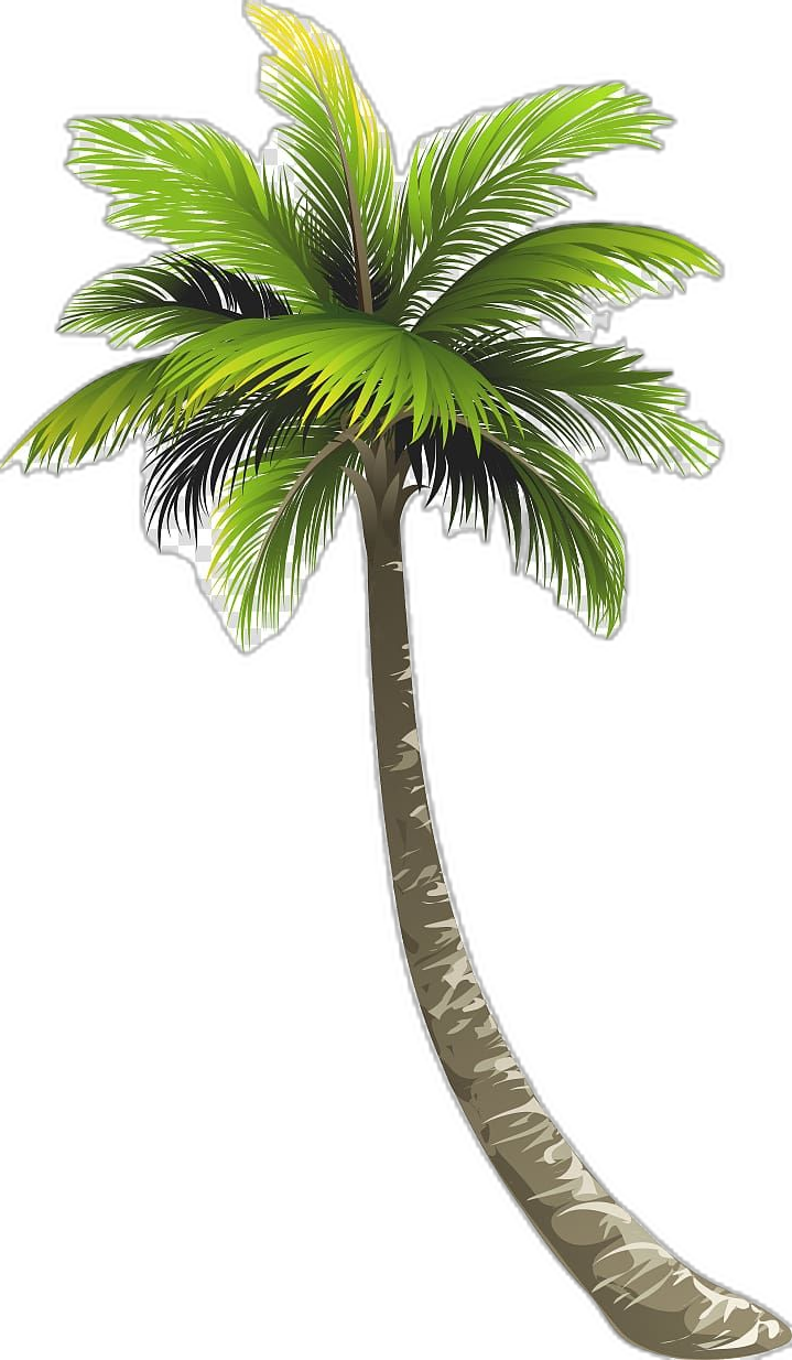 Palm tree ernakulam royal beach arecaceae lake worth coconut background clipart