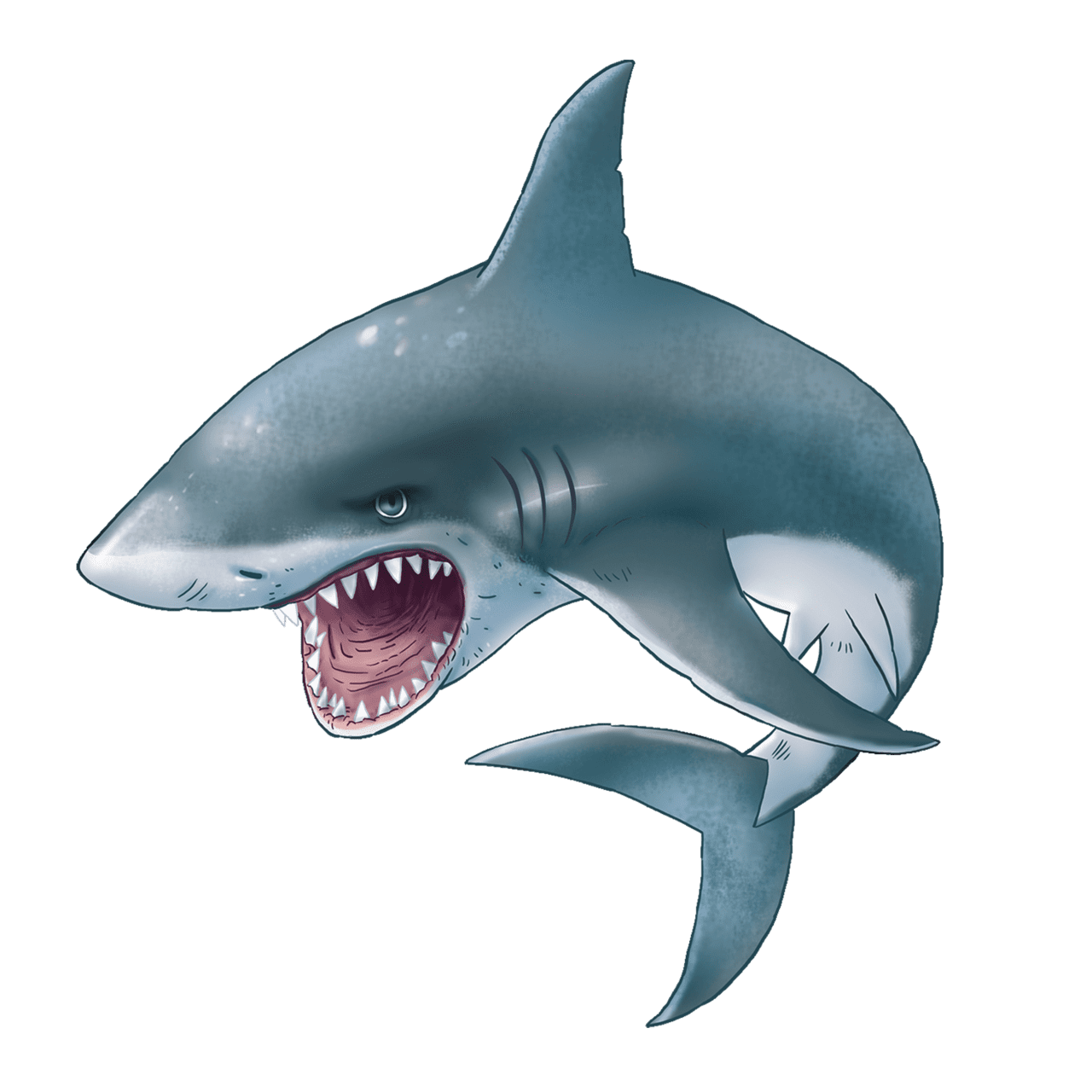 Blue shark images hd photo clipart